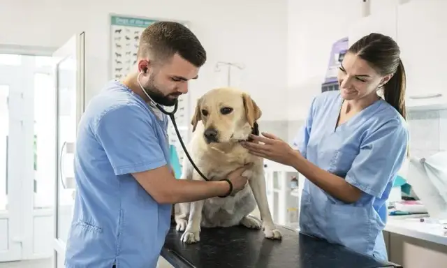 Czy do weterynarza trzeba się umawiać? Sprawdź, co musisz wiedzieć