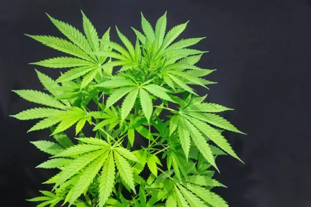 Nasiona marihuany w Polsce: Legalne? Kiedy grozi więzienie?