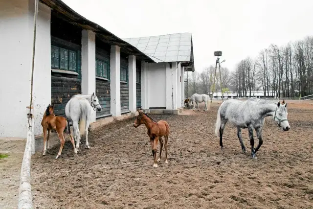 Stadniny koni Gliwice: Oferta, Ceny, Lokalizacje. Wybierz!