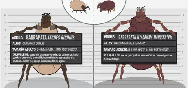 Todo lo que necesitas saber sobre la garrapata de mar y sus riesgos