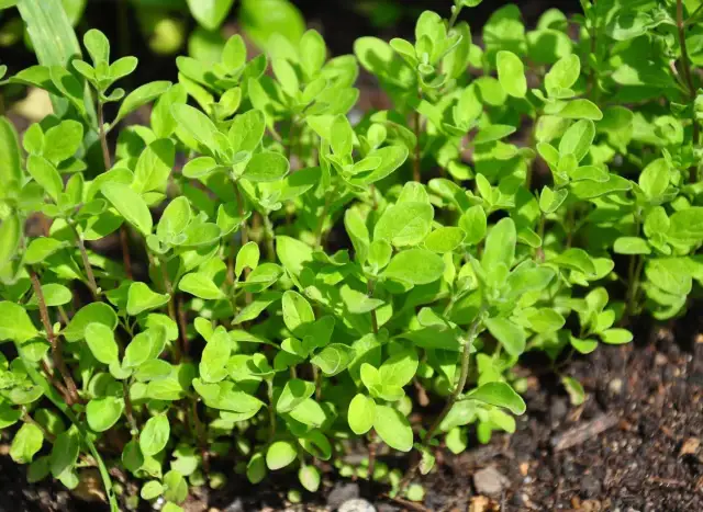 Jak siać majeranek w doniczce? Prosty poradnik krok po kroku