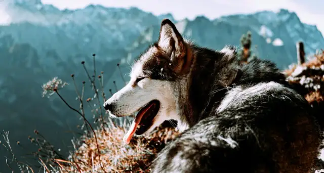 Czy na szlaki górach można chodzić z psem? Sprawdź zasady i trasy