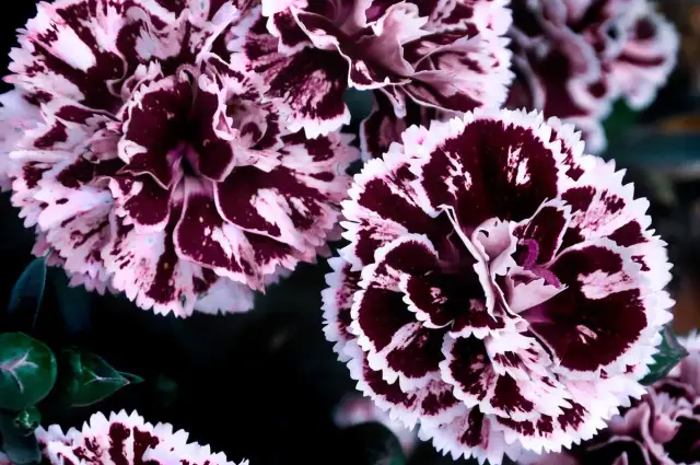 Sezon na goździki: Kwiaty latem, przyprawa jesienią i zimą