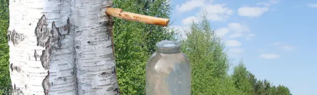 Ile soku z brzozy pić dziennie, aby uniknąć skutków ubocznych?