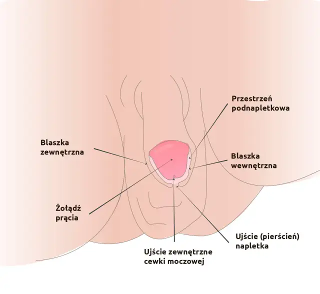 Jak wygląda napletek u dziecka? Normalne cechy i problemy zdrowotne