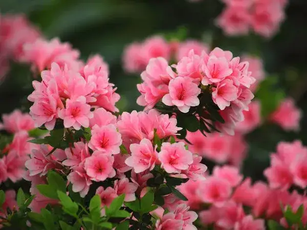 Jak sadzić azalie - kluczowe wskazówki dla zdrowego wzrostu