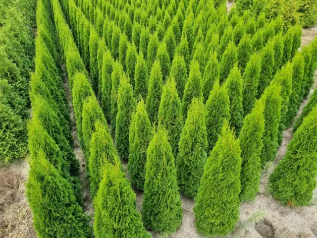 Tuja Smaragd: Idealny rozstaw dla zdrowego, gęstego żywopłotu