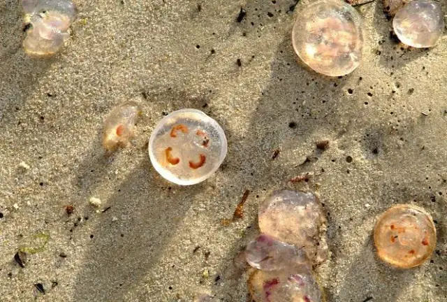 Czy meduzy w Bałtyku są groźne? Sprawdź, jakie mogą być zagrożenia