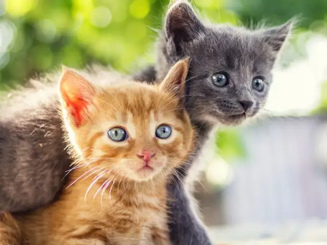 Kiedy kotki zaczynają chodzić? Odkryj kluczowe etapy rozwoju