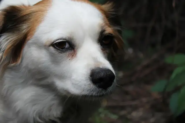 Kremacja zwierząt: Ceny, koszty i jak to zrobić godnie