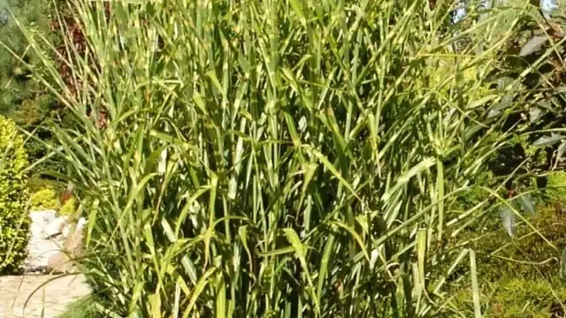 Miskant zebrinus – jak i co ile sadzić, aby uniknąć błędów?