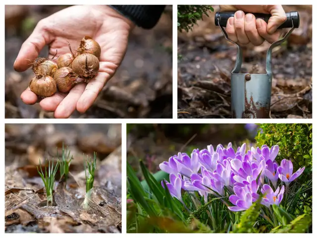 Jak sadzić krokusy, aby uniknąć najczęstszych błędów w ogrodzie