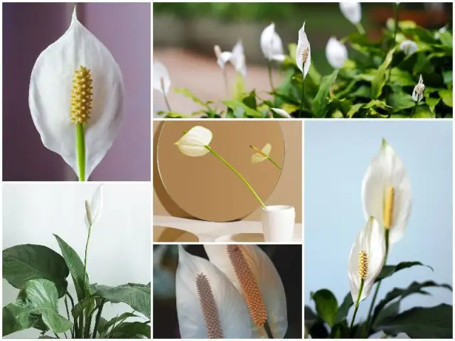 Jak uprawiać skrzydłokwiat: proste triki na piękne kwiaty w domu