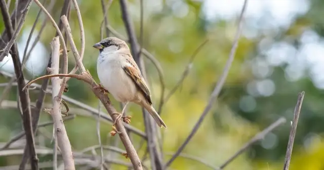 Wróble znikają z miast? Poznaj przyczyny i skuteczne sposoby pomocy