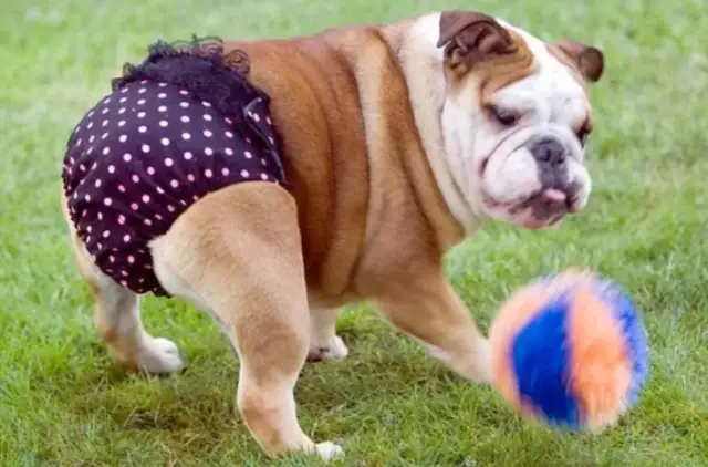 Majtki dla psa na cieczkę DIY: Zrób to sam! Wygoda i higiena.