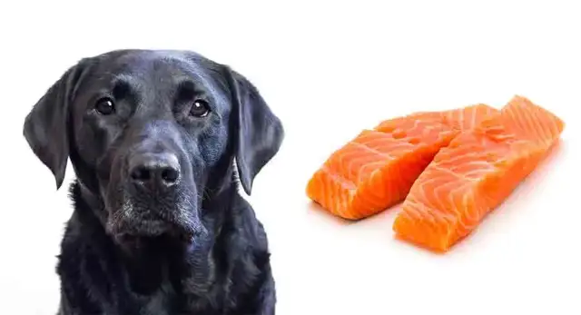Czy pies może jeść sushi? Poznaj zasady bezpiecznego karmienia pupila