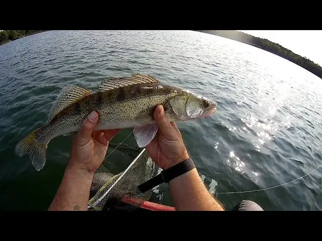 Jak złowić sandacza na spinning? Skuteczny przewodnik 2024