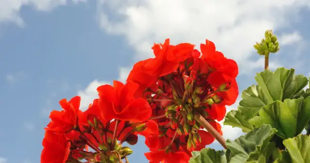 Jakie kwiaty na taras od południa – rośliny, które przetrwają upały