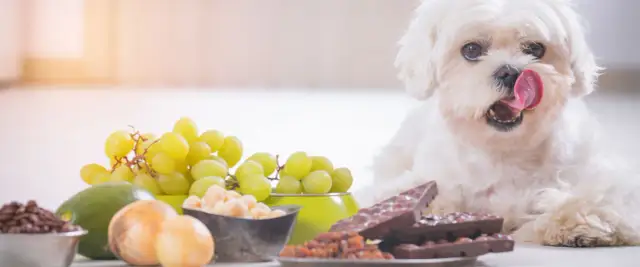 Czy pies może jeść cebulę? Niebezpieczeństwa i bezpieczne alternatywy