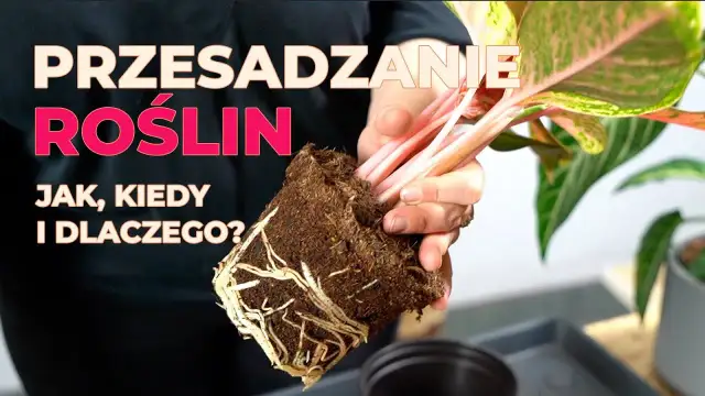 Czy przesadzać kwiaty po zakupie? Oto, co musisz wiedzieć, by uniknąć problemów