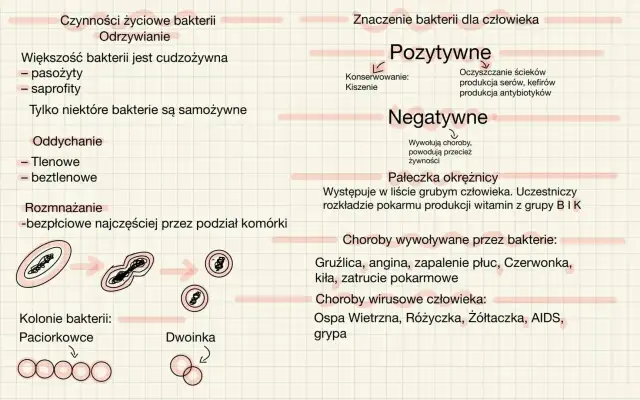 Schemat przedstawia cykl życiowy bakterii, ich znaczenie dla człowieka (pozytywne i negatywne) oraz choroby wywoływane przez bakterie i wirusy.