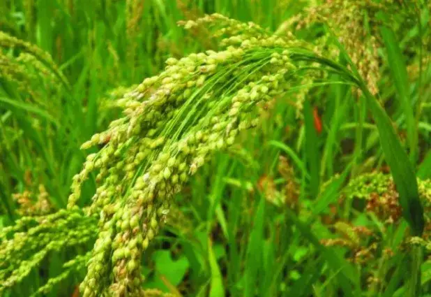 Gdzie w Polsce uprawia się proso? Odkryj najważniejsze regiony i statystyki