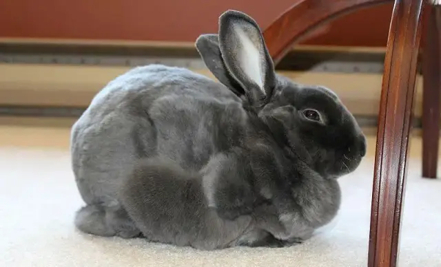 Dlaczego królik gubi sierść? Poznaj przyczyny i jak pomóc