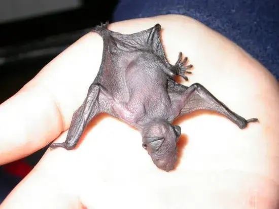 Jak rozmnażają się nietoperze i jak opiekują się młodymi?