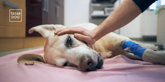 Pies zjadł winogrona? Natychmiast reaguj! Objawy i co robić.