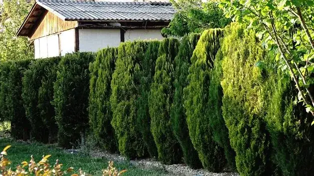 Czy można sadzić drzewa przed ogrodzeniem? Ważne zasady i odległości