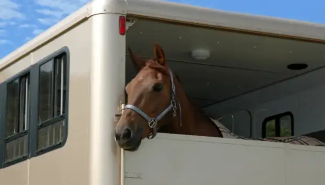 Paszport dla konia: Kompletny przewodnik krok po kroku (koszty, terminy)