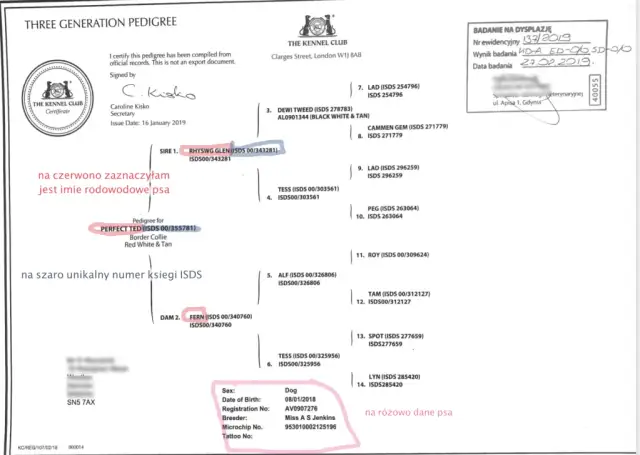 Gdzie wyrobić rodowód dla psa? Kluczowe informacje, które musisz znać