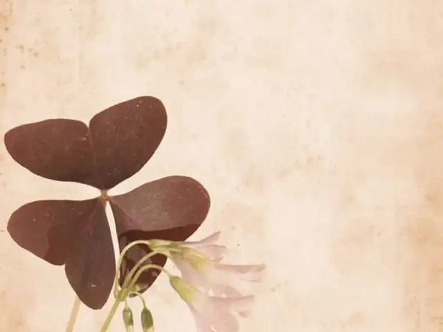 Szczawik czy koniczyna? Rozpoznaj i skutecznie zwalcz chwasty!