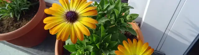 Gdzie kupić słonecznik w doniczce? Sprawdź najlepsze miejsca!