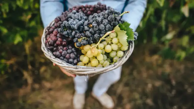 Winogrona: zdrowie, kalorie i czy warto je jeść? Sprawdź!