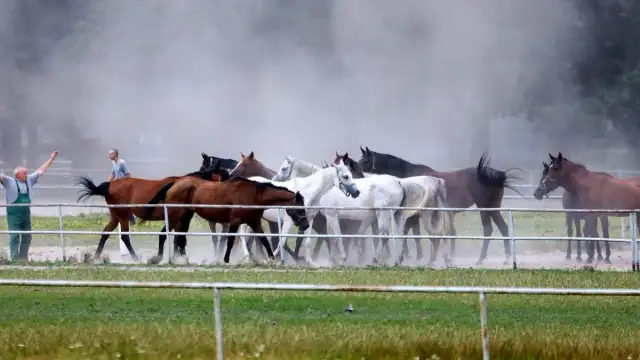 Stadniny koni arabskich w Polsce: odkryj ich historię i unikalność