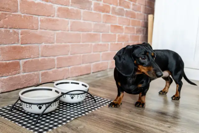 Czy ryż uczula psa? Rozpoznaj objawy, znajdź rozwiązanie!