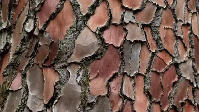 Skutki uboczne pycnogenolu: co musisz wiedzieć przed suplementacją