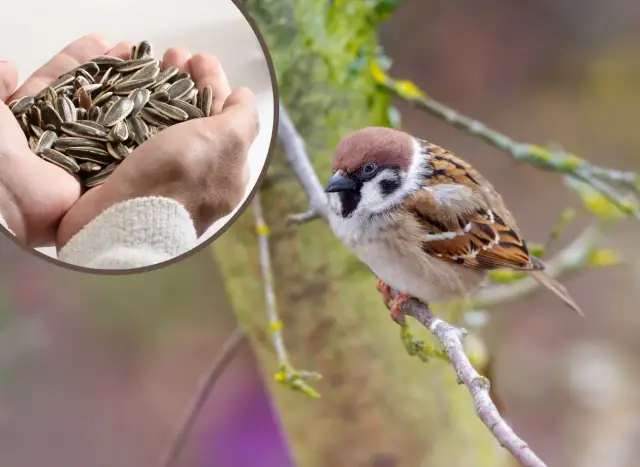 Wróble i mazurki: Idealna mieszanka ziaren? Sprawdź, co wybrać!