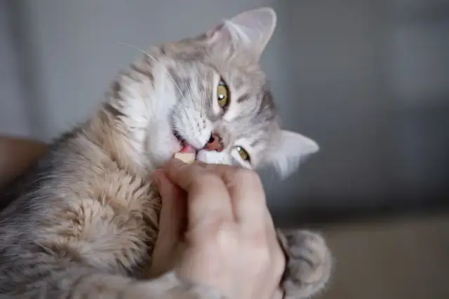 Żółty ser dla kota: czy można podawać? Poznaj ryzyko i alternatywy