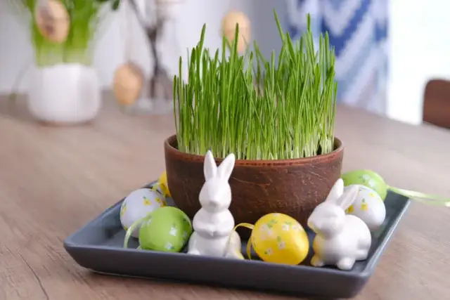 Jak posadzić owies na wacie - proste kroki dla sukcesu w uprawie