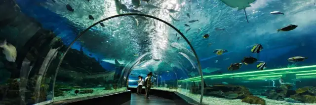 Lisbońskie oceanarium: co warto zobaczyć i jak się przygotować