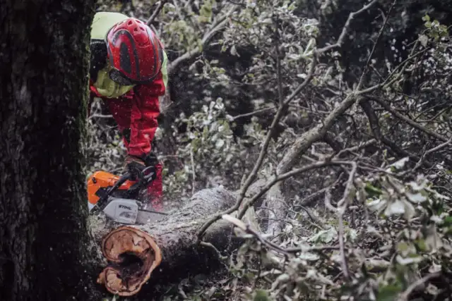 Kiedy straż pożarna może wyciąć drzewo? Poznaj ważne przepisy i zasady