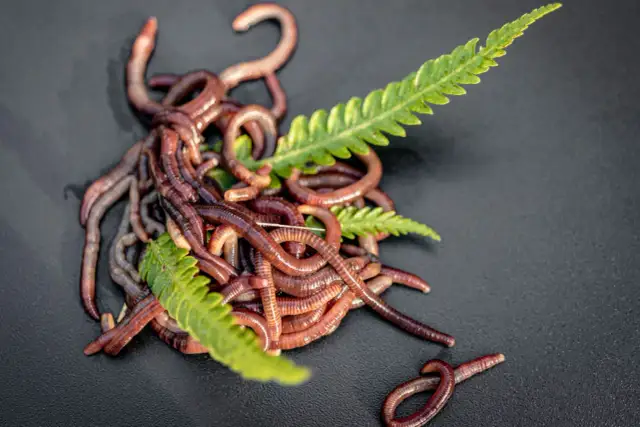 Sekrety zakładania dżdżownicy na haczyk: Łów więcej ryb!