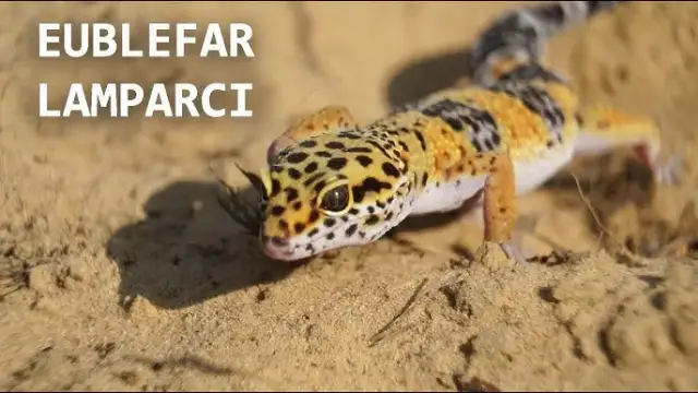 Jak oswoić gekona lamparciego i zbudować z nim zaufanie