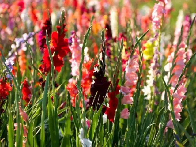 Kiedy sadzić mieczyki, aby uniknąć błędów i cieszyć się kwitnieniem