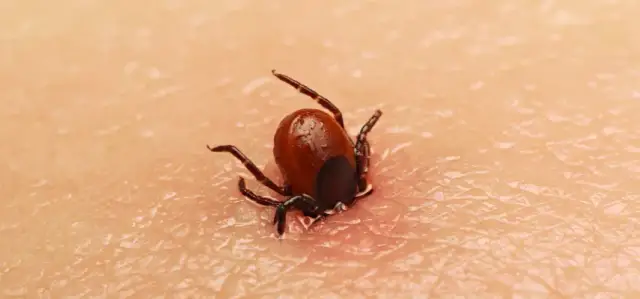 Cómo se mueren las garrapatas: métodos efectivos para eliminarlas