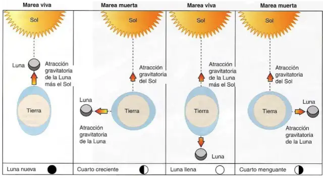 Cómo funcionan las mareas y qué factores las afectan en el mar