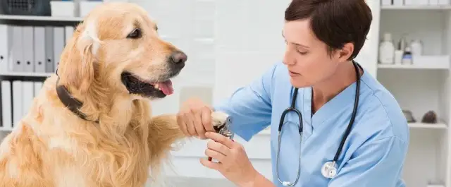 Czy weterynarz obcina pazury psu? Poznaj ważne informacje i koszty