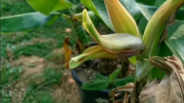 Jak kwitnie banan? Odkryj sekrety jego niezwykłego procesu kwitnienia